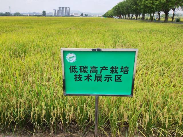 水稻低碳高产栽培技术示范基地