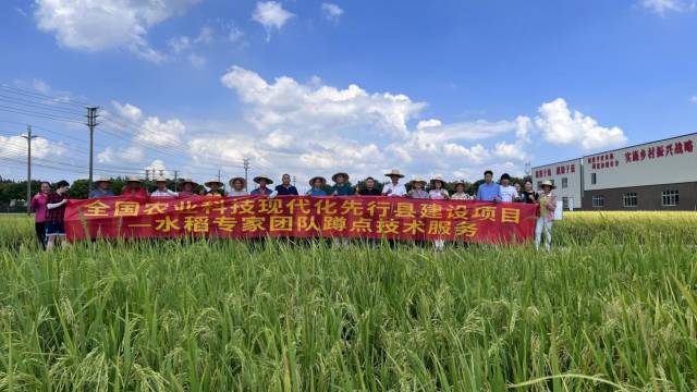 华南农业大学水稻专家团队蹲点技术服务
