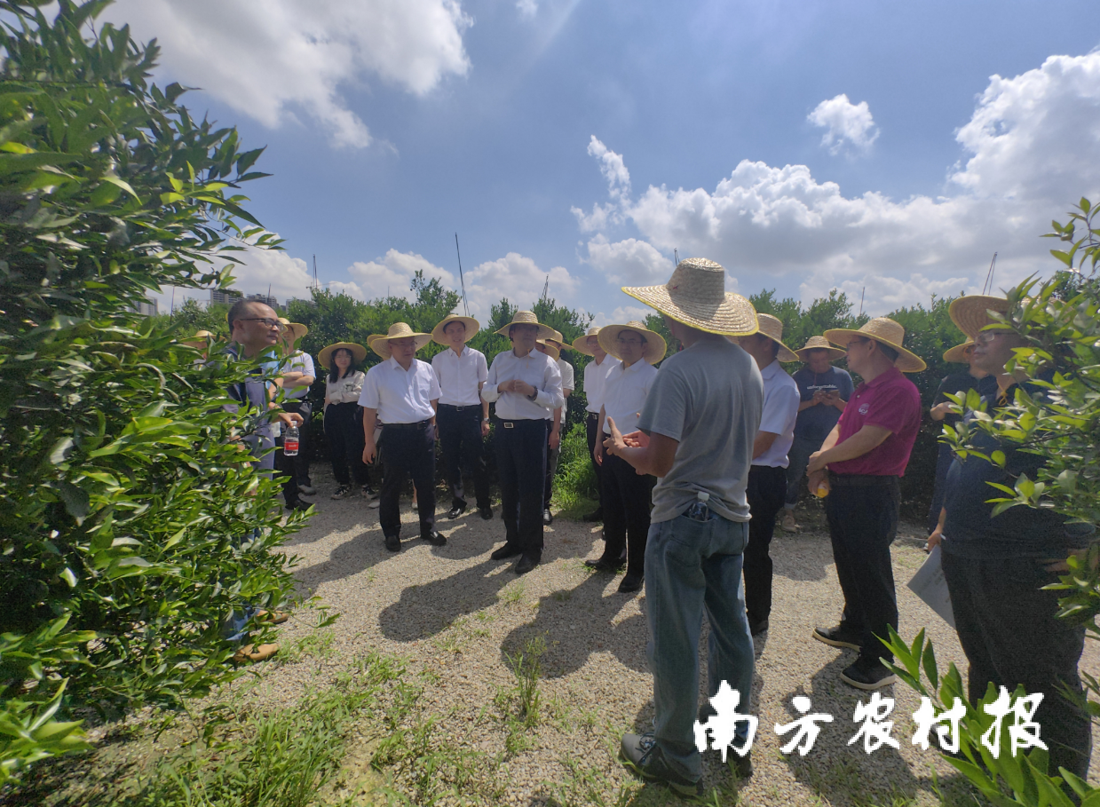 省政协重点提案专题调研组赴江门市新会区调研新会陈皮产业。题调