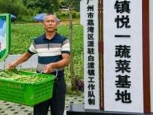 悦一村“产业村长”古文忠：“菜篮子”鼓起村民钱袋子|产业村长上岗 乡村振兴有方③