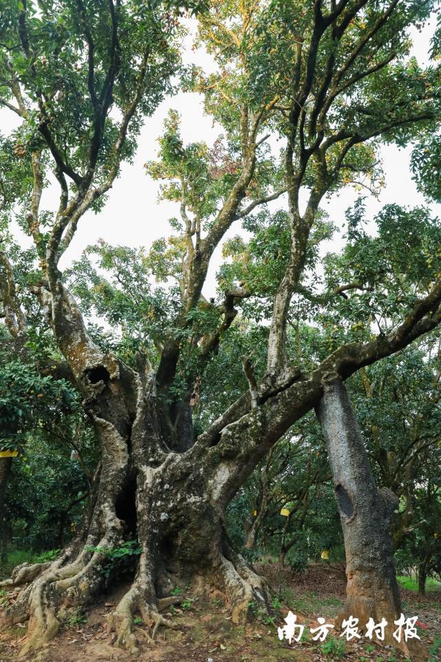 荔枝是广东第一大水果，全省种植面积超过400万亩，遍布90%以上的县（市、区）。
