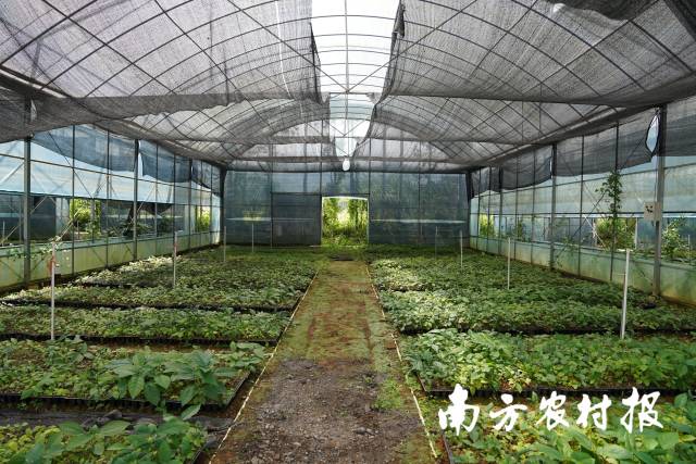 位于广东河源的五指毛桃苗圃基地