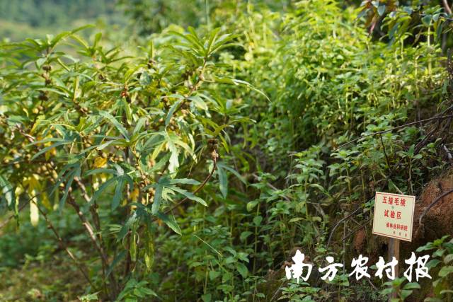 五指毛桃在广东河源实现了人工规范化种植