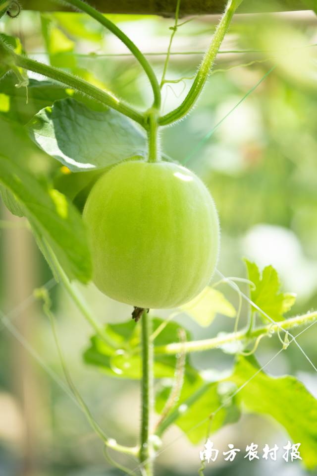 清热解暑“夏日第一瓜”