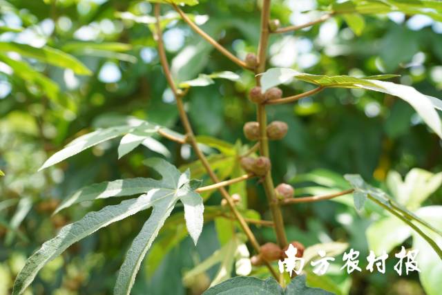 河源市五指毛桃