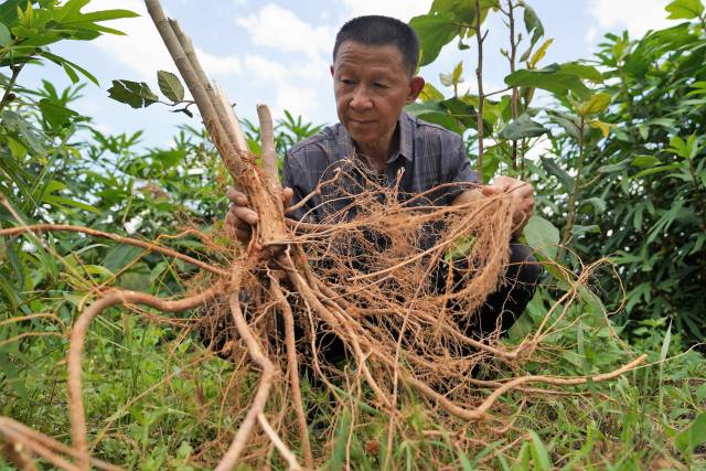五指毛桃食药同源，市场供不应求。