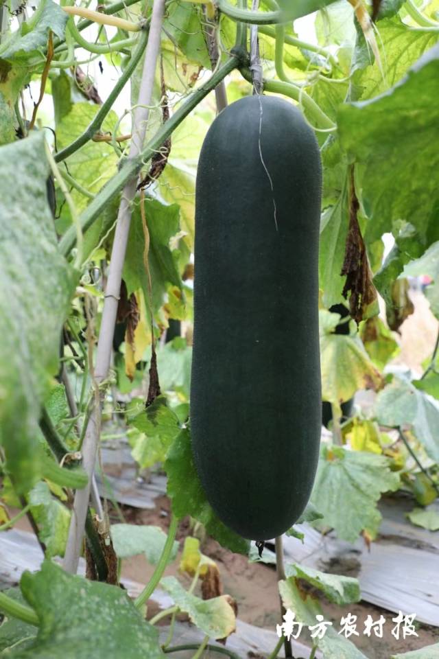 三水黑皮冬瓜