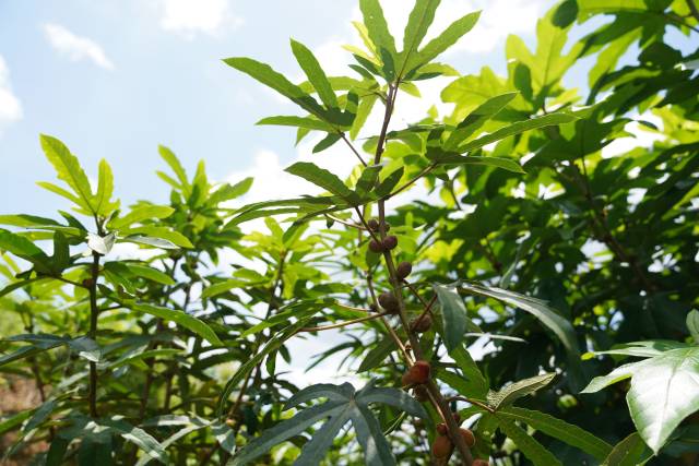 广东河源近年发展五指毛桃种植基地