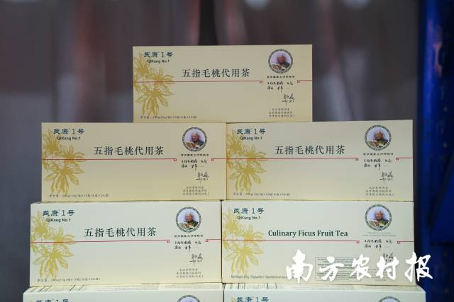 五指毛桃代用茶