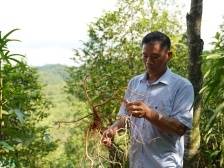 食药同源，五指毛桃变致富“金手指”！|绿美广东·生态优品⑤