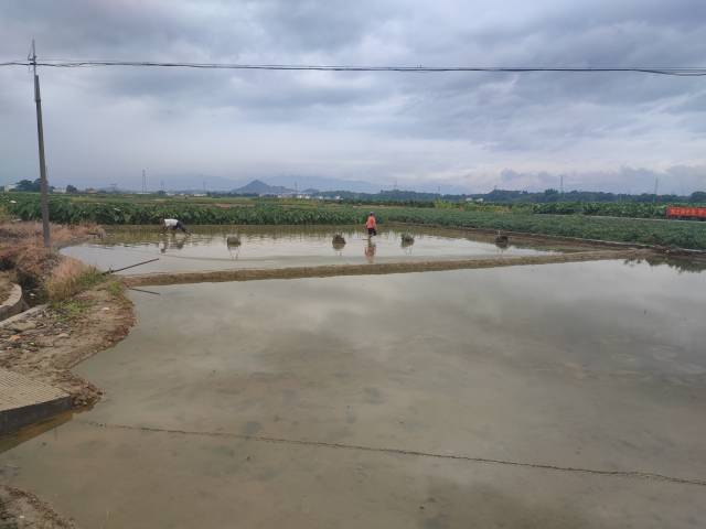 乐昌马蹄种植场景。