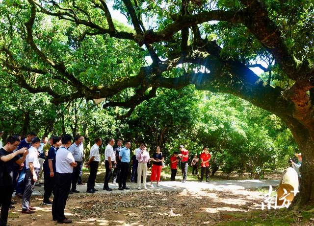 参会代表观摩荔枝贡园