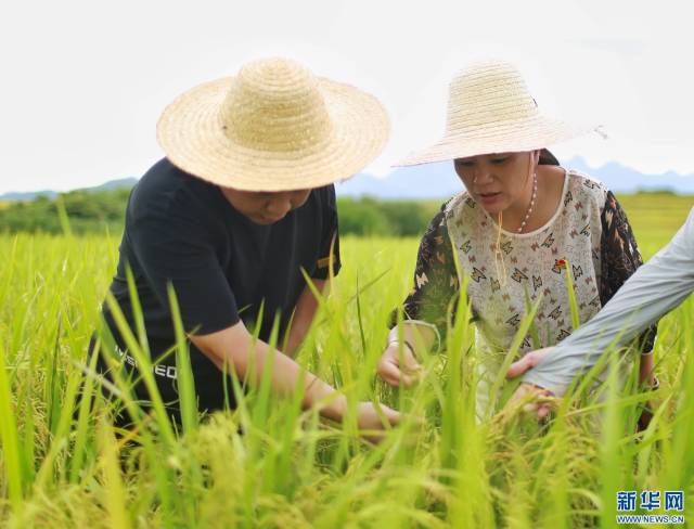 漳州市氣象局特派團隊深入平和安厚鎮(zhèn)100畝水稻基地,，建議立即搶收成熟水稻，對離成熟期比較長時間的稻田,，在附近加強清溝排水工作,，爭取把損失降到最低。新華網(wǎng)發(fā)（盧達鵬 攝）