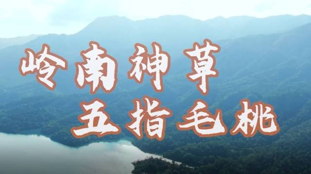 岭南神草，五指毛桃