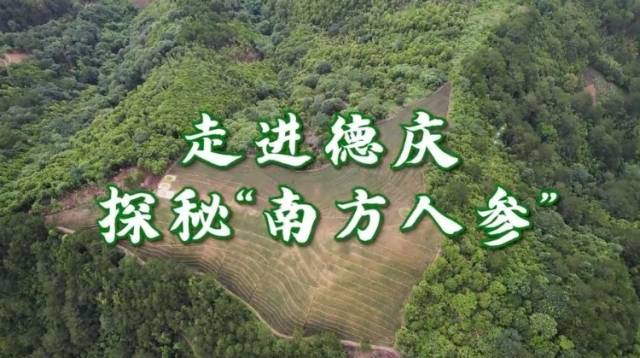 走进德庆，探秘“南方人参”