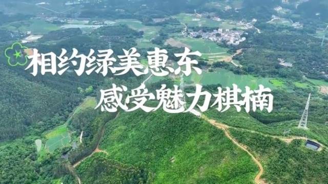惠东绿棋楠：前景尤可期的沉香“新贵”