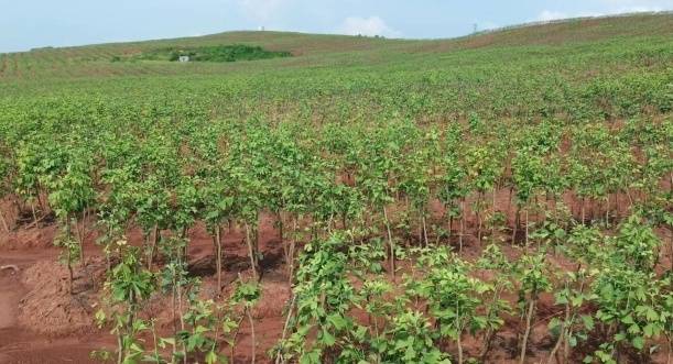中森志健的银杏种植基地，受访者供图