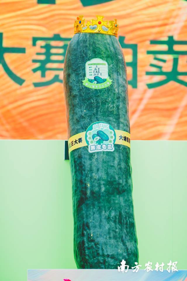 第12届冬瓜王大赛“冬瓜王”