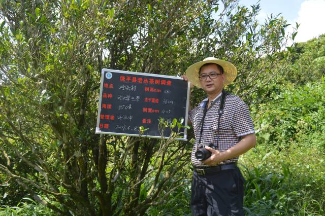 林伟秋调查饶平县老丛茶树
