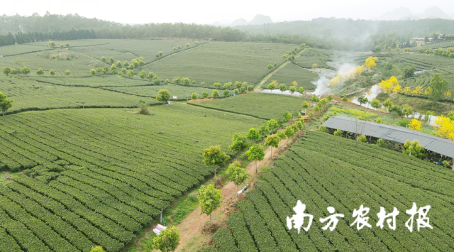 英德市國(guó)暢茶業(yè)有限公司茶園