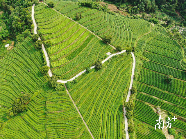  大沙镇是著名的“山水茶乡”