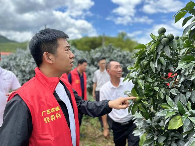 专家团在橘园做技术指导