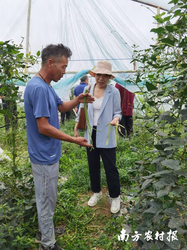 广东省农科院蔬菜研究所叶菜、豆类资源与育种团队副主任杨易（右二）给农户讲解豇豆栽种注意事项