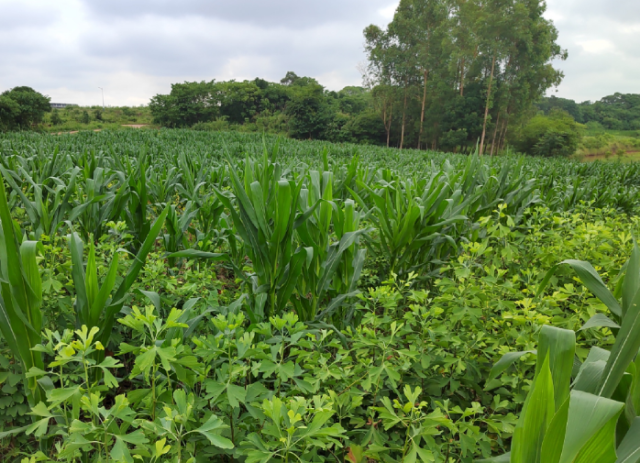 中森志健的银杏套种玉米
