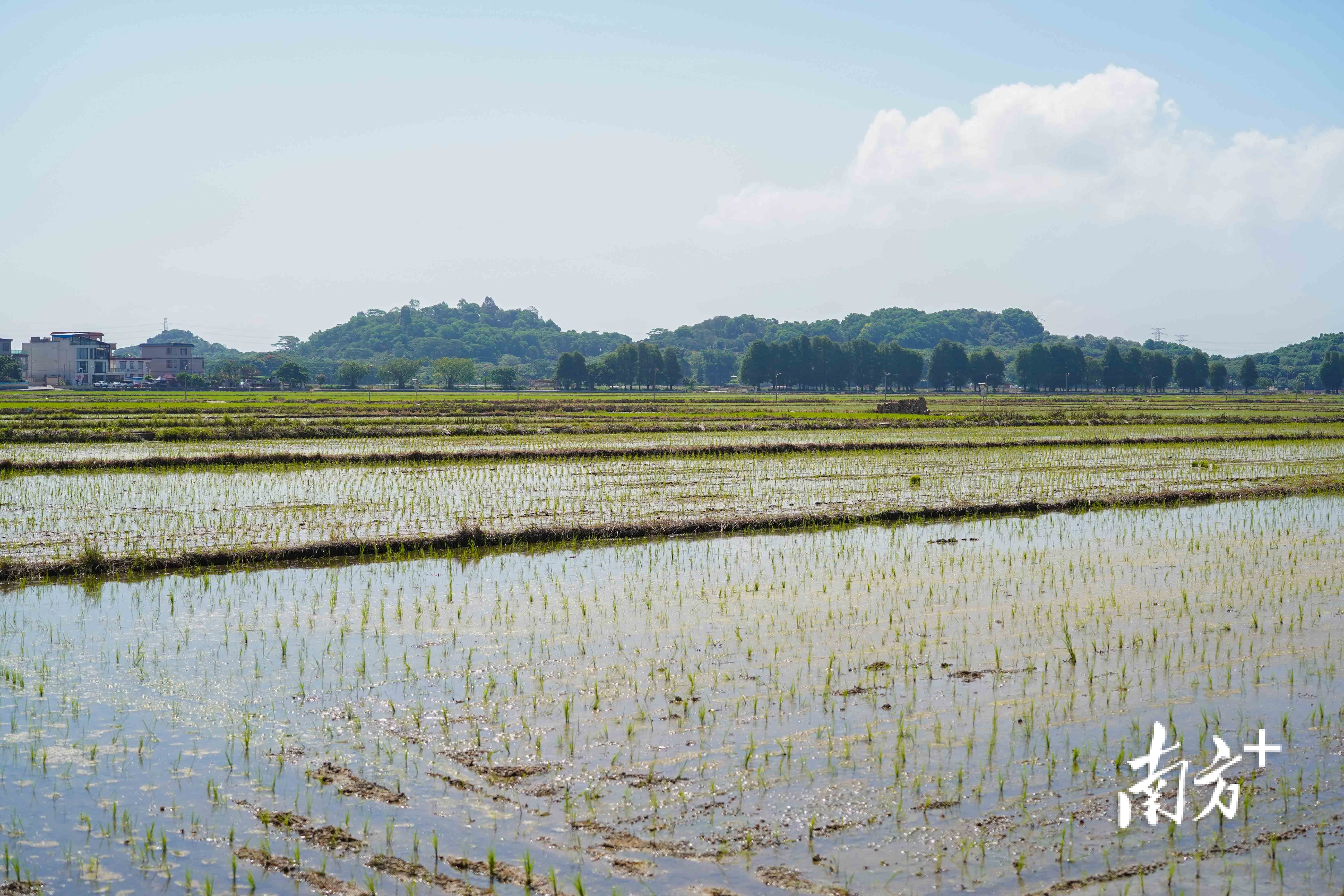 崖口村成片稻田已换上绿色“新衣”。