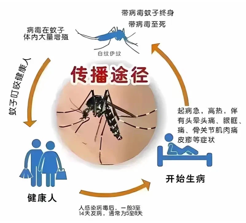 登革热的感染路径。