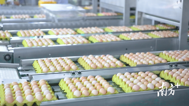 鸡蛋分拣包装中心