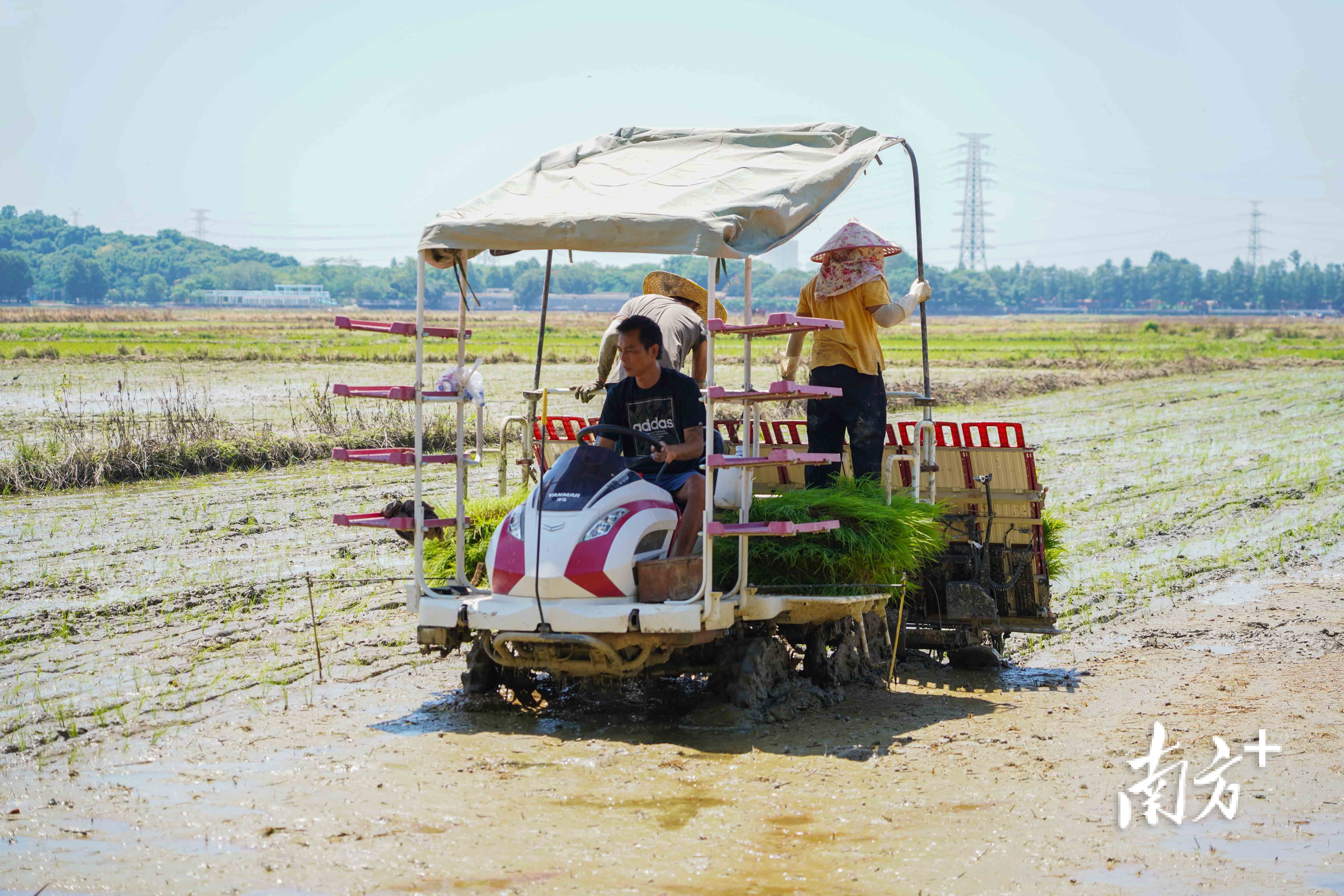 崖口村田间地头一片忙碌景象。