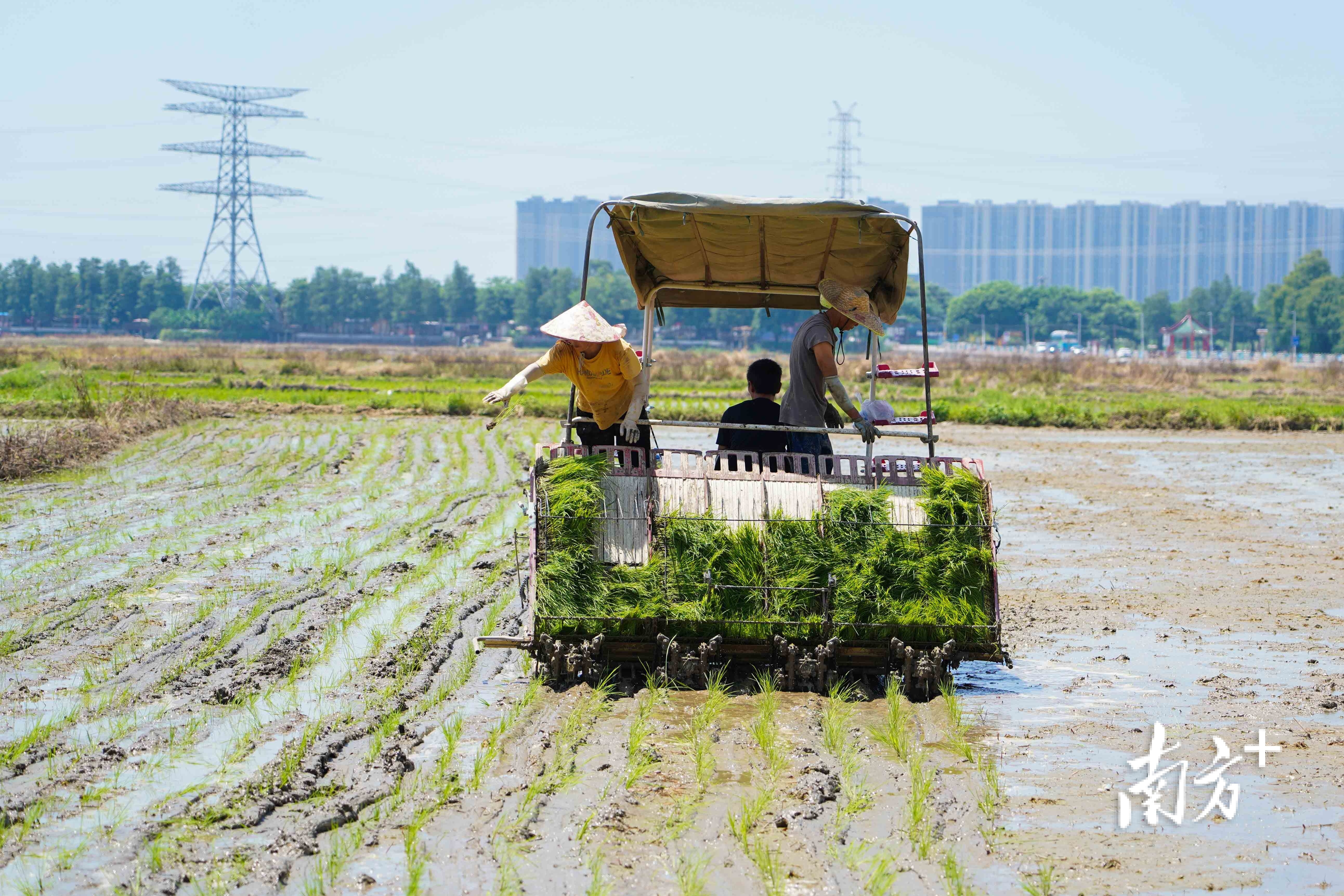 插秧机在田间穿梭耕种。