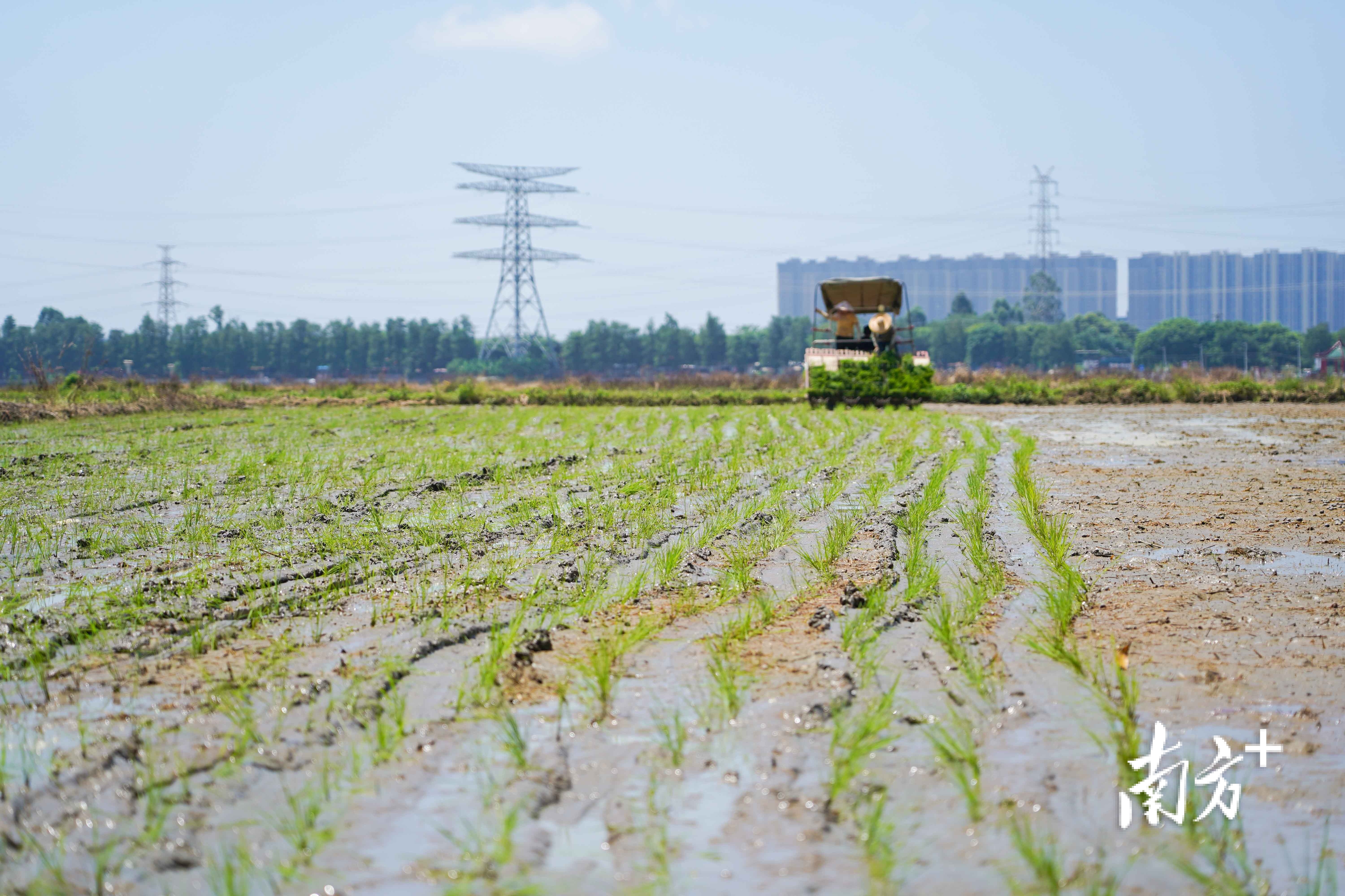 机械化耕作提高了耕种效率。