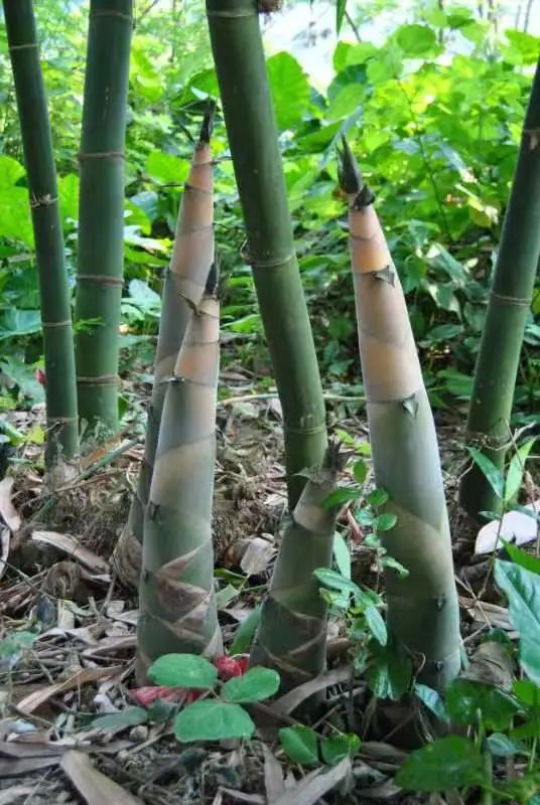 △如今,人们把麻竹笋称为“剥皮黄金”。 △如今,人们把麻竹笋称为“剥皮黄金”。