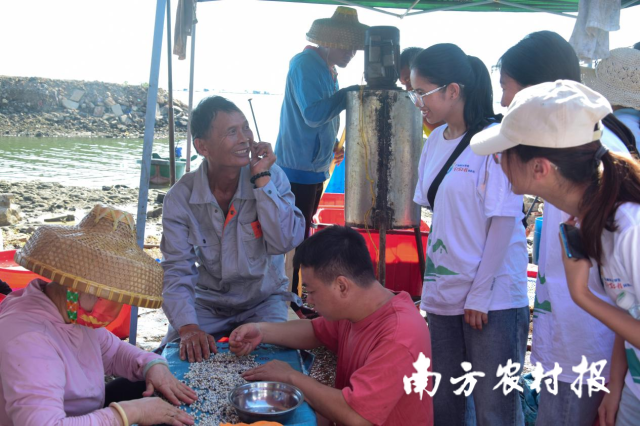 队员与徐闻县银辉珍珠养殖农民专业合作社一起采收珍珠。