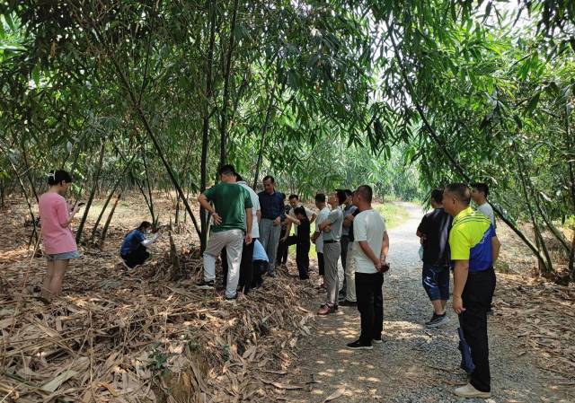 △青塘镇人大组织人大代表前往西牛镇调研麻竹笋种植产业。 △青塘镇人大组织人大代表前往西牛镇调研麻竹笋种植产业。