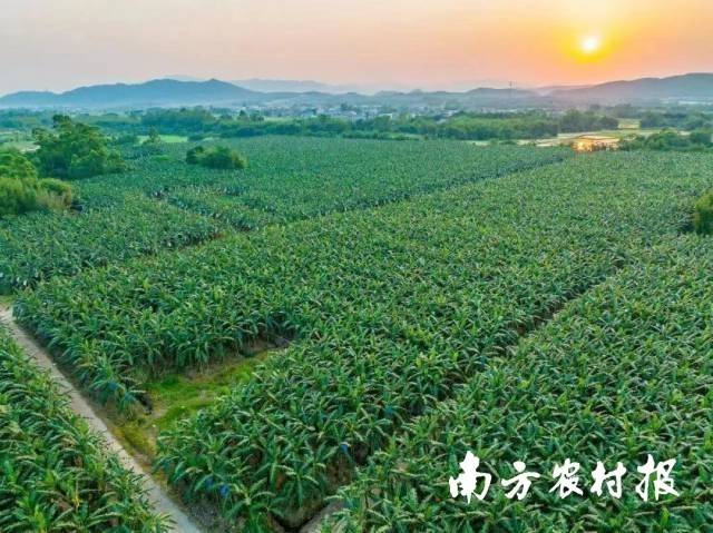 高州苹果蕉基地。吴秒衡 冯国强摄