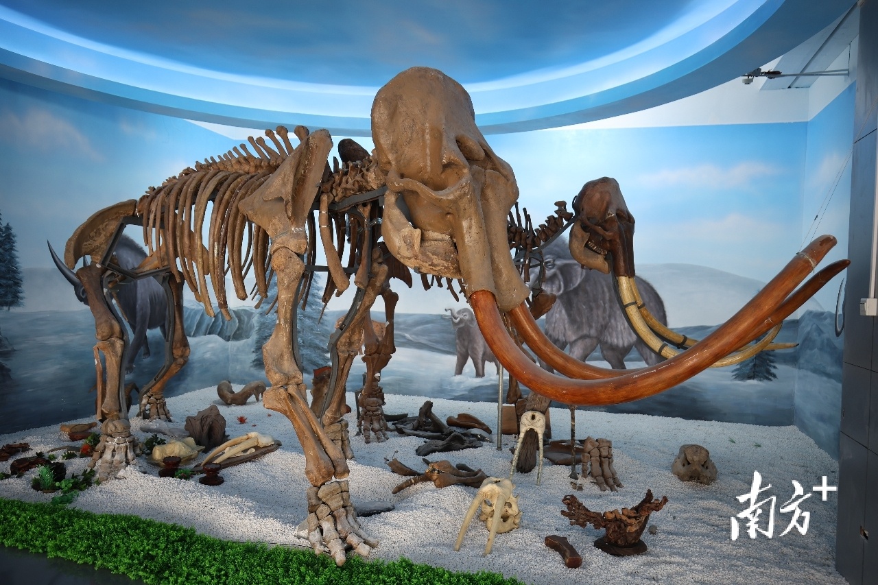 冰河世纪牙雕艺术馆馆藏的猛犸牙雕。 冰河世纪牙雕艺术馆馆藏的猛犸牙雕。