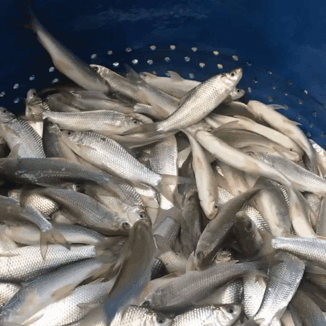 产自“活力港口”的中山鱼。