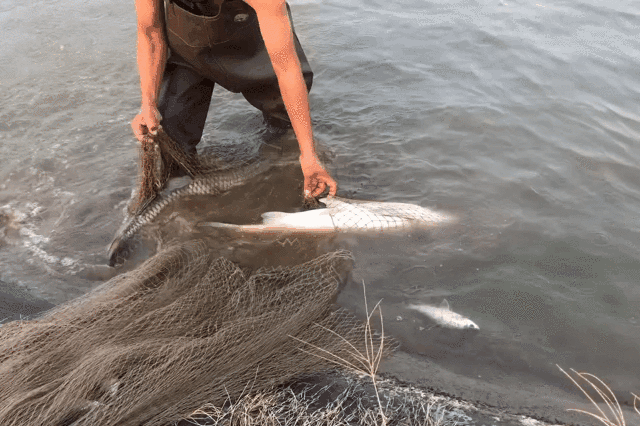 养殖场师傅徒手将比手臂还粗的鲩鱼收起。