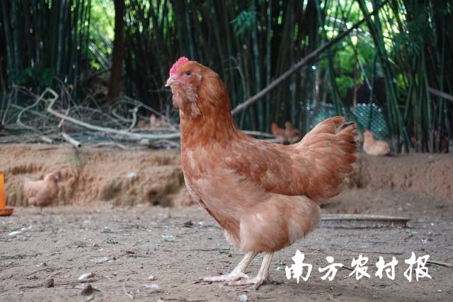 惠州龙门胡须鸡