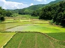 韶关浈江：夏收夏种全面铺开
