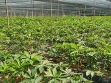 继续蝉联首位！乐昌乐城聚焦项目建设，蓄势赋能促发展