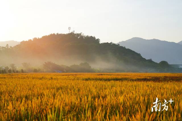 丰收时节，广东丝苗米稻田风景如画。柯学潜 摄