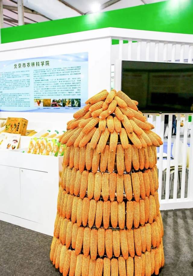 “京科968” 是全国第二大玉米品种，连续多年年推广面积超2000万亩。“京科糯2000”常年种植面积约500万亩，占我国糯玉米总面积50%左右，已累计种植1亿亩以上。