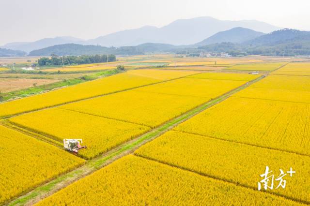 丰收时节，广东丝苗米稻田风景如画。