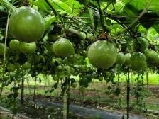 视觉|200亩百香果成熟上市，梅县梅西镇罗墩村果农迎来“甜蜜时光”