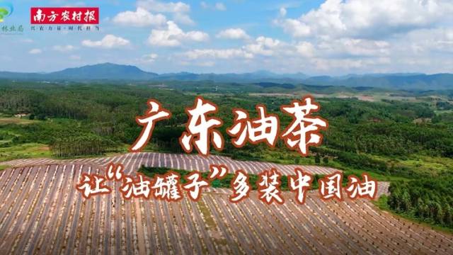 广东油茶：让“油罐子”多装中国油