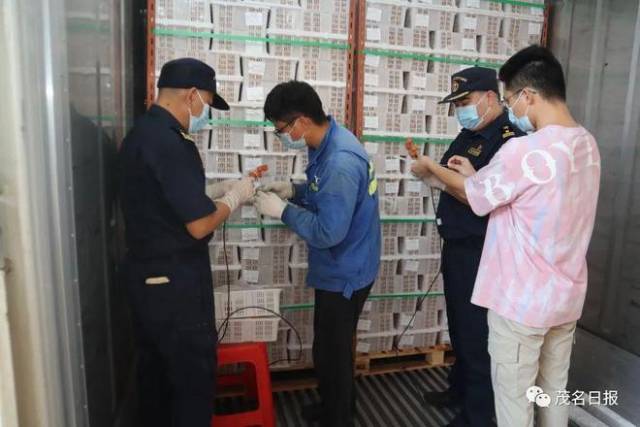 茂名海关关员在货柜对龙眼进行冷处理插针。